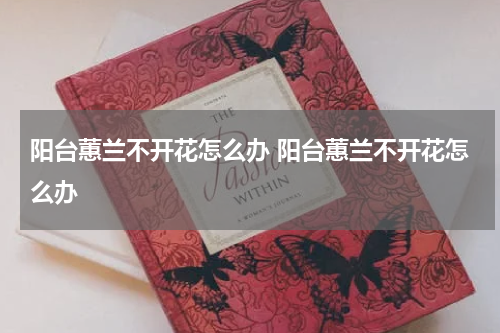 阳台蕙兰不开花怎么办 阳台蕙兰不开花怎么办