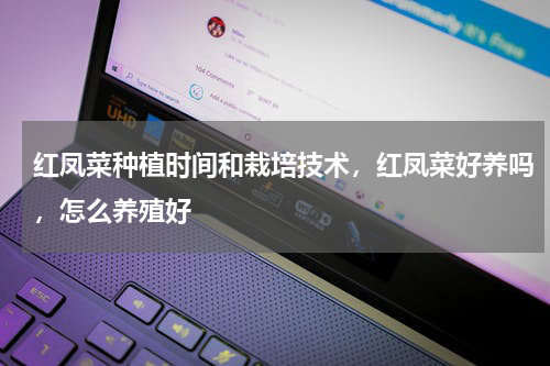 红凤菜种植时间和栽培技术，红凤菜好养吗，怎么养殖好